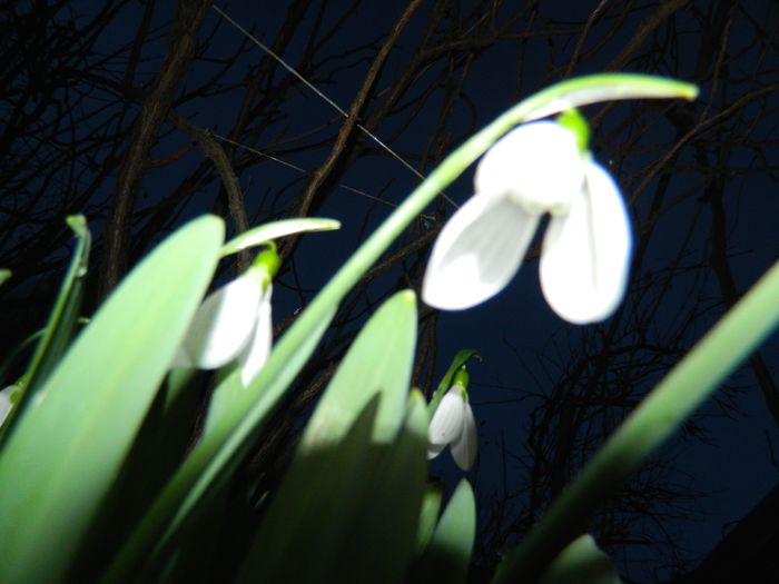 DSCN0579 - 2015_FEBRUARIE