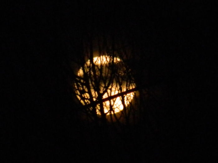 DSCN0596 - 2015_LUNA_FEBRUARIE