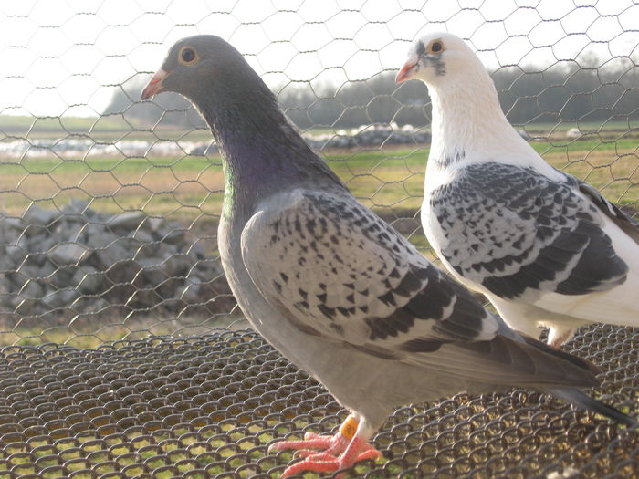 fiu din loc 2 as maraton judet 2014