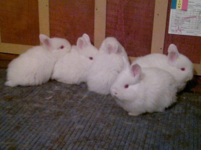 CINCI SURORI DE CUIB DE 1 LUNA