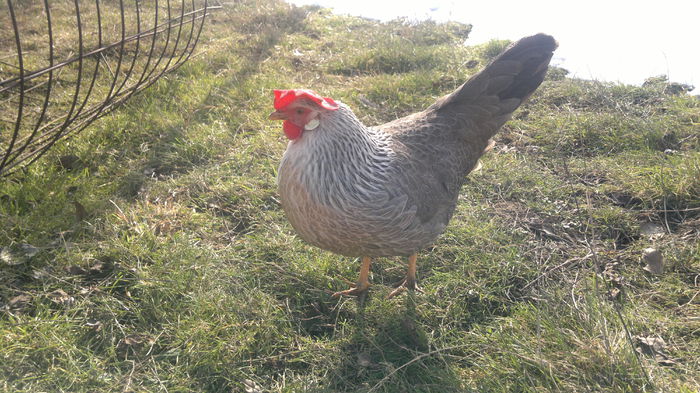 2015-01-18-3298 - cezar 2015