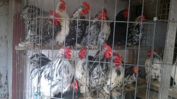 2015-02-02-3382 - catalin