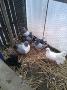 F  de strasser     loata de  dihor