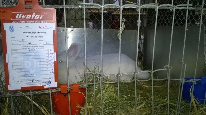 MASCUL NEO 97 PCT CUMPARAT DE ALIN