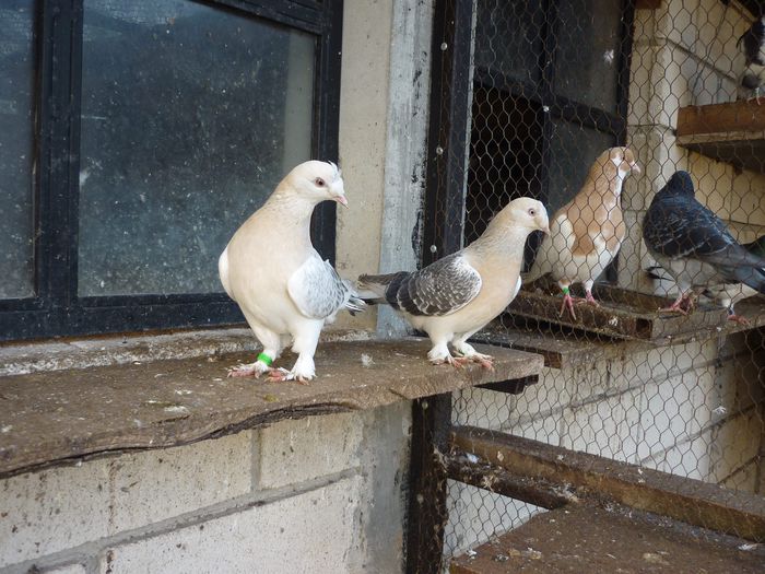 10333419_815045041891764_1598654906949532097_o; miski klasik ontepe
