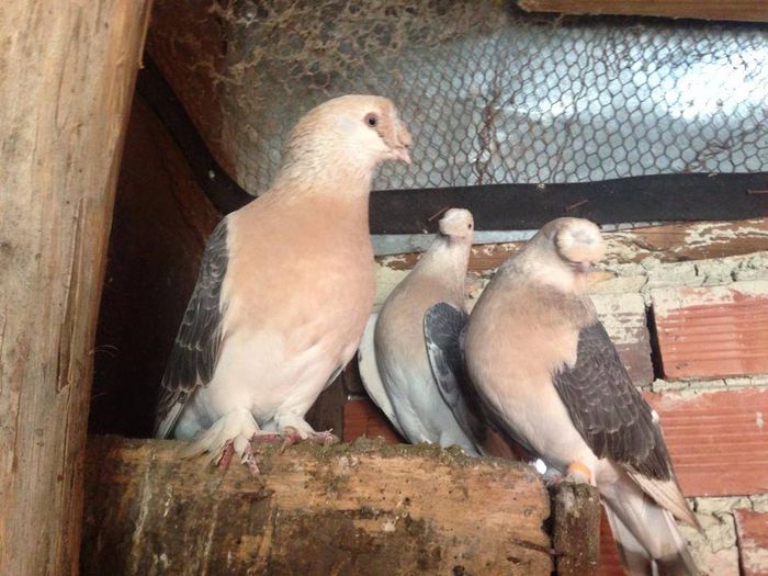 10888959_767819286627177_322127996590112607_n; miski karakanat ontepe
