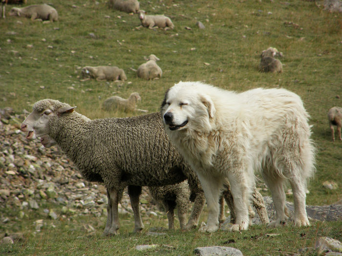 Ciobanescul din Pirinei-8x - Rase de oi si capre-Poze deosebite-6