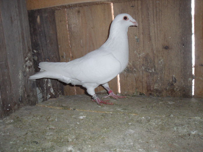 DSCF2827 - porumbei voiajori albi