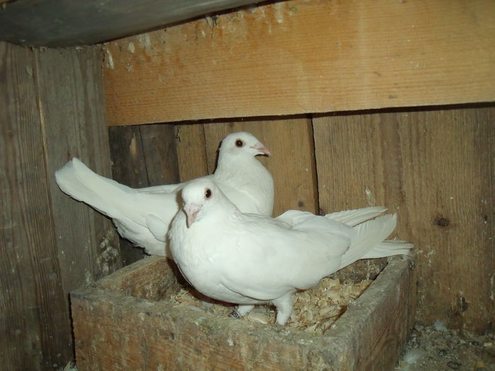 DSCF3451 - porumbei voiajori albi