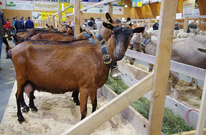 Alpine si Toggenburg la un targ-8 - Rase de oi si capre-Poze deosebite-6