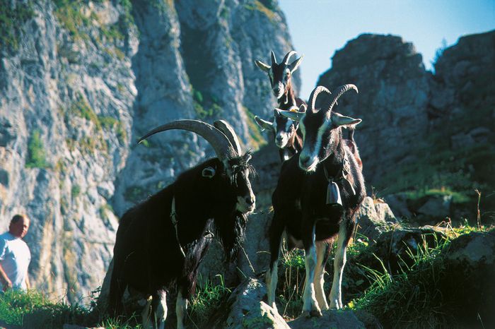 Alpine Britanice in Alpi la pascut - Rase de oi si capre-Poze deosebite-6
