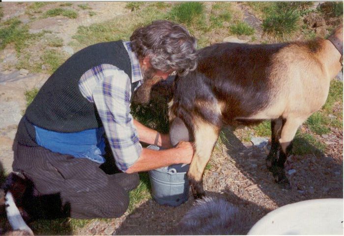 Capra Passiria la muls - Rase de oi si capre-Poze deosebite-6