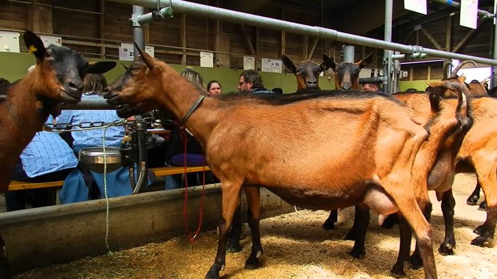 Iarasi Alpine frumoase-73c - Rase de oi si capre-Poze deosebite-6
