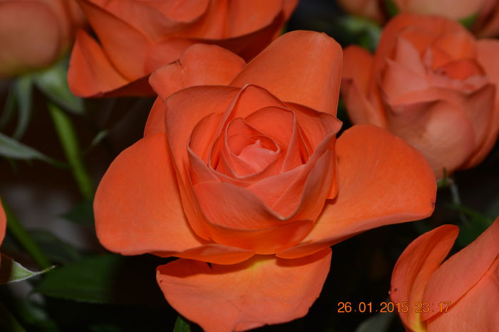 DSC_0213 - Aranjamente diverse