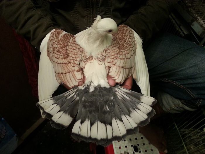 10933696_353860398133983_509236676283290637_n