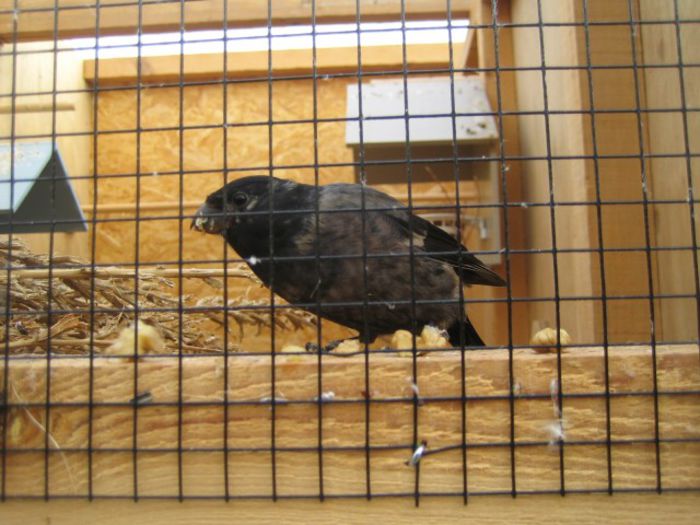 10945564_933114743379358_8035937453641237381_n