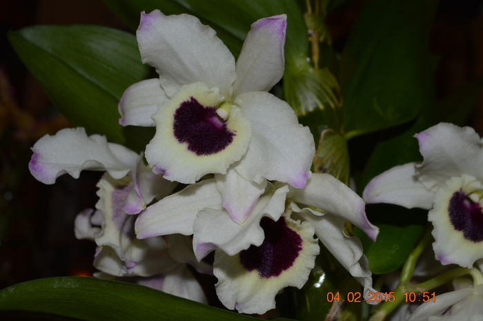 DSC_0255 - Dendrobium nobile