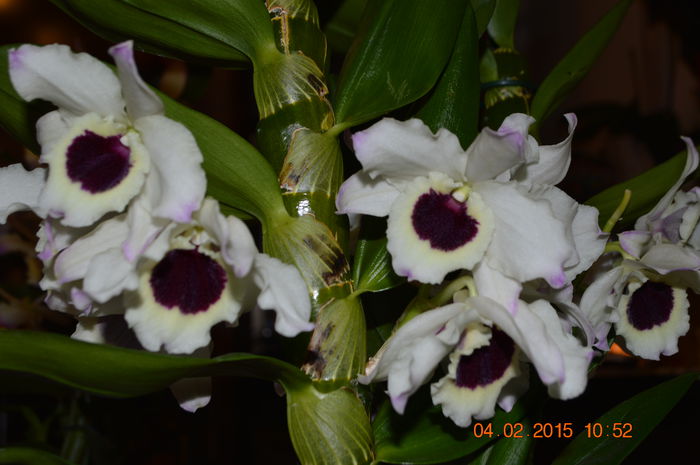 DSC_0256 - Dendrobium nobile