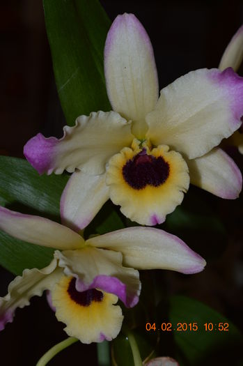DSC_0258 - Dendrobium nobile