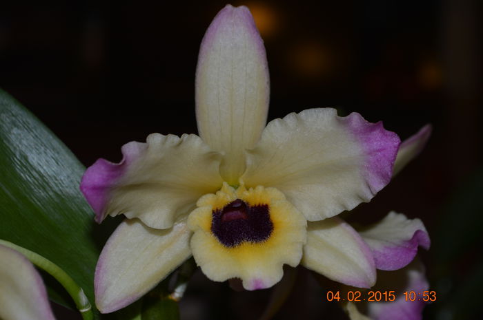DSC_0259 - Dendrobium nobile