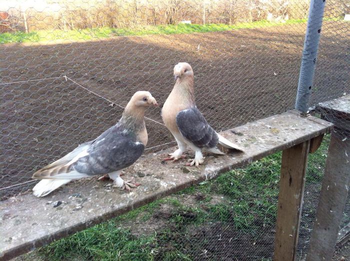 10749103_1551881875042484_1302288209_n