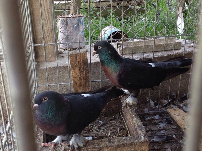 1509647_751210468288059_4148938560347790461_n