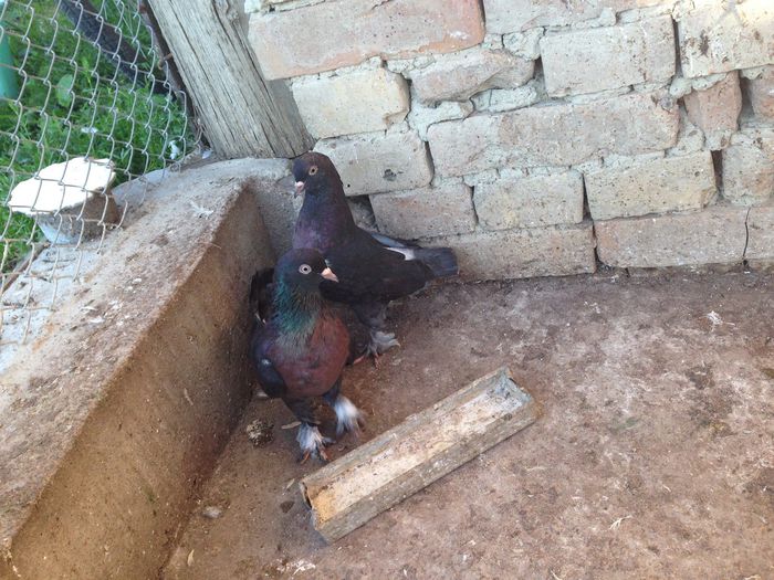 1537563_664530540289386_6481951853091329955_o