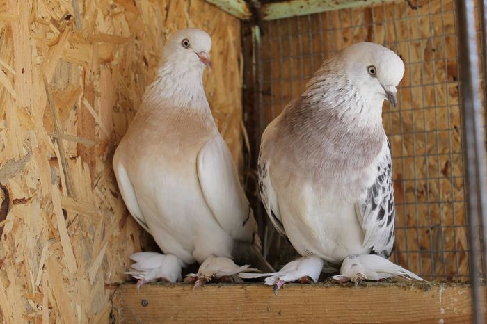 10679773_376864779133158_5904788279196712837_o