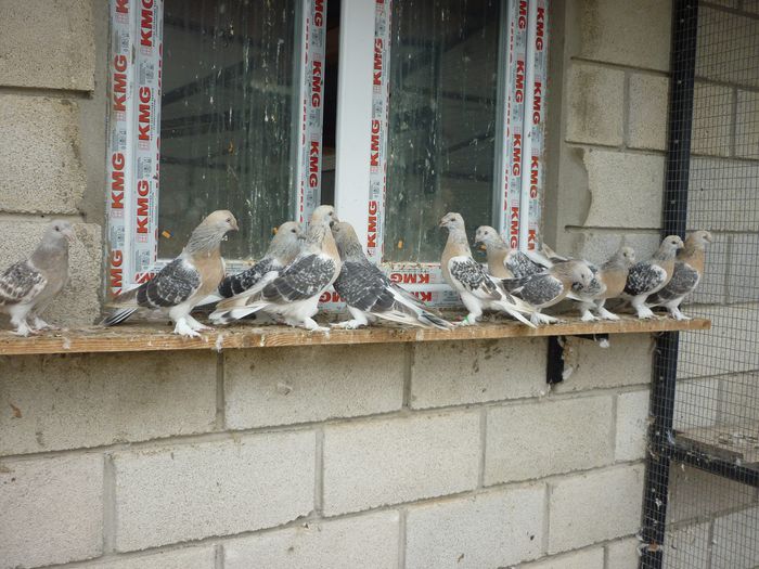 10688461_770688916327377_850794268441057975_o