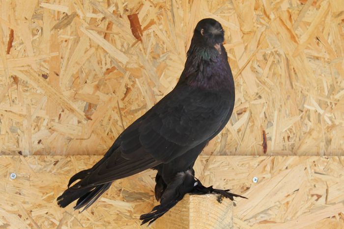 10700127_376864455799857_478089613126131387_o