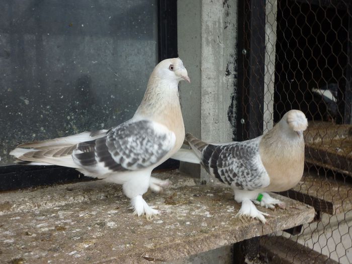 10714462_801648889898046_3880125016731090374_o