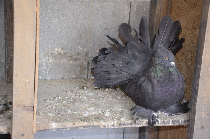 Femela - Porumbei-amintiri