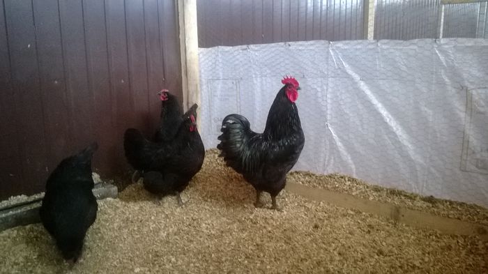 Familie Australorp Negru; Familie Australorp Negru
