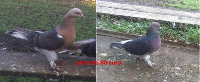 karakanat-pereche 2014 - 80euro