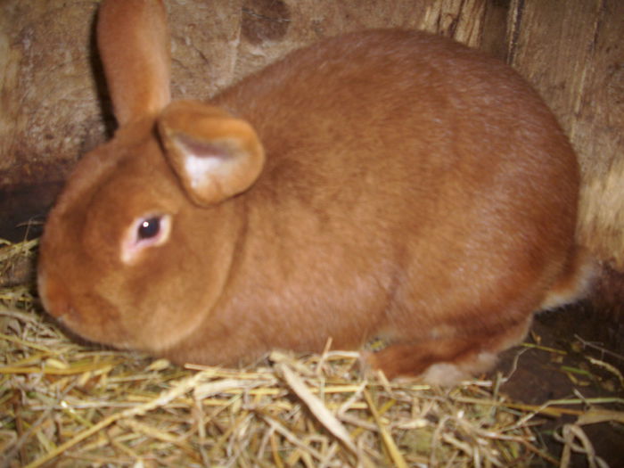 mascul iunie 2014 150 ron vandut