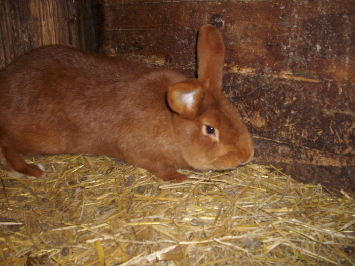 mascul neozeelandez rosu 2014 iulie 150 lei vandut