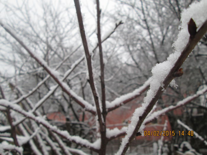IMG_0357 - La tara iarna