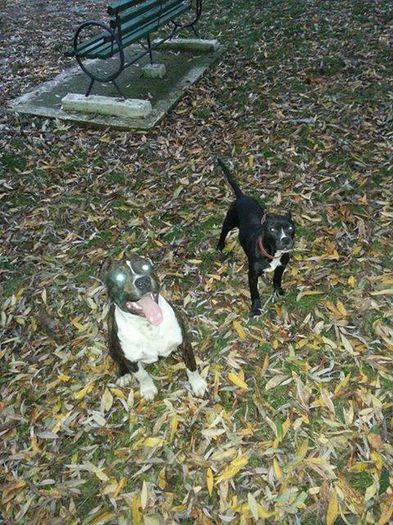 10401511_1533286663584988_3959282750924001600_n[1]