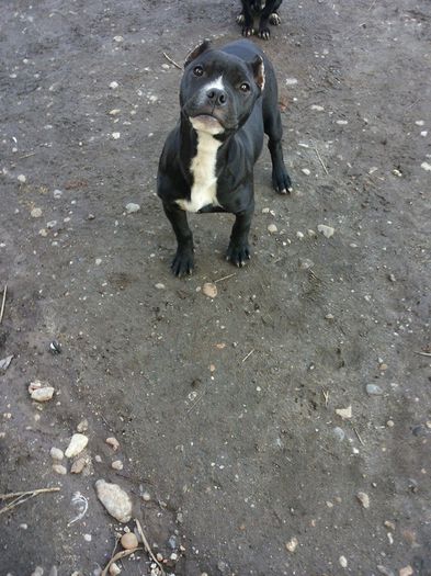 10613072_1529136384000016_7654280387892687854_n[1]