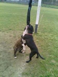 10897773_1558259594421028_4702680903440519280_n[1]