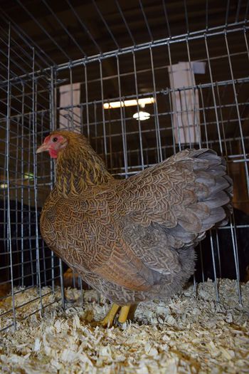 10911482_727005274081155_7955054375240753260_o