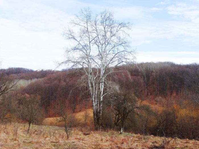 un copac de 30m - m-iarna2014-2015