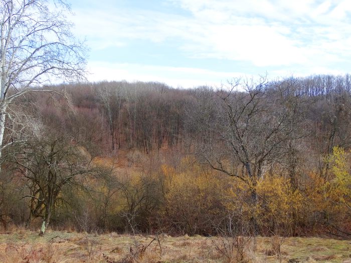 inceput de februarie prin padure - m-iarna2014-2015