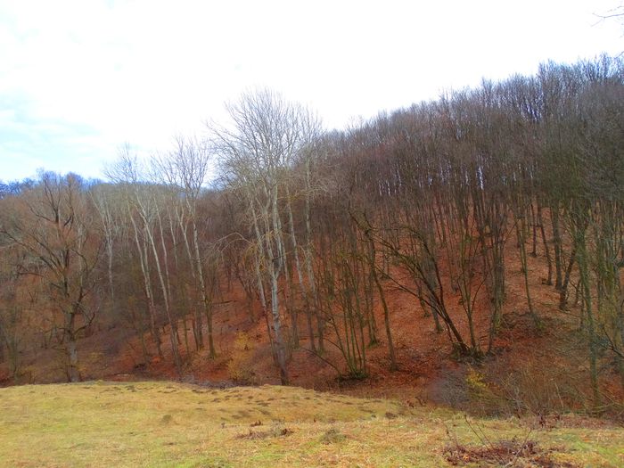 prin poiana - m-iarna2014-2015