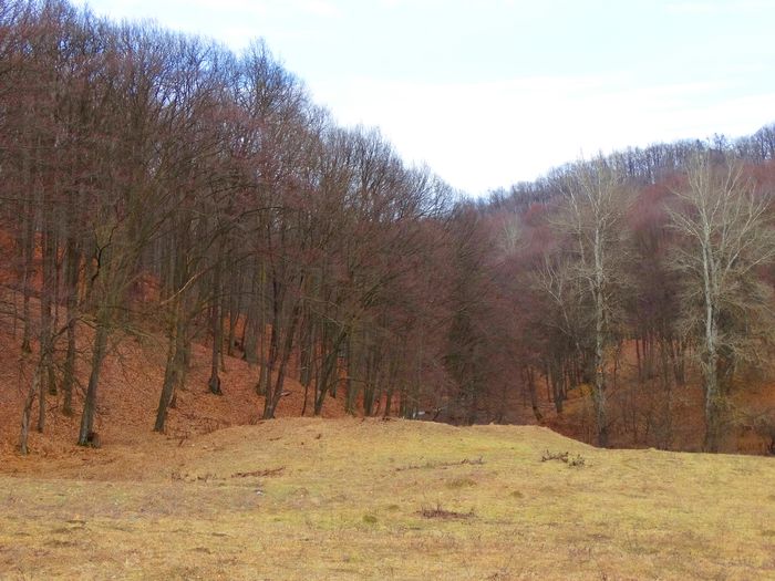 la marginea padurii - m-iarna2014-2015