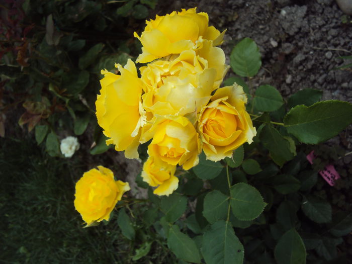 Smooth Buttercup - 1 TRANDAFIRI PREMIATI