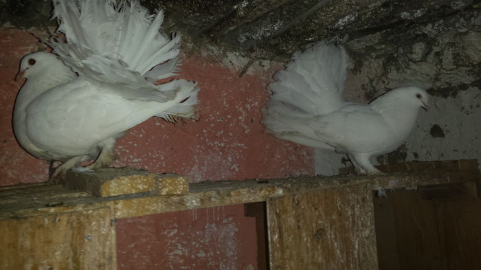 20150115_132037 - Pasari la gramada