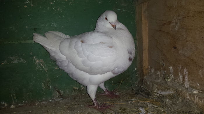 20150115_132501 - Pasari la gramada