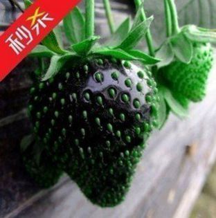 400-font-b-SEEDS-b-font-HERMETIC-PACKAGE-BLACK-font-b-STRAWBERRY-b-font-font-b - comanda 2015 primavara ALBION FRIGO