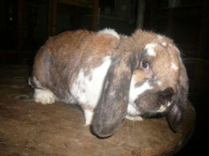 Femela : Thuringer Mant_A (2015); RAMNICU VALCEA, mariusanghel27.sunphoto.
